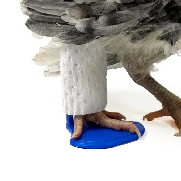 Chicken Splints for Curled Toe, Broken Legs, Broken feet (4 Sizes) - Weidukt