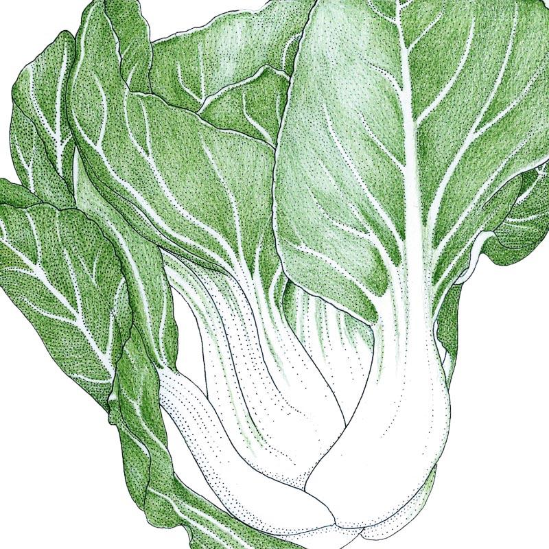 Pak Choi  Baby Shanghai Greens Seeds (Organic) - Weidukt