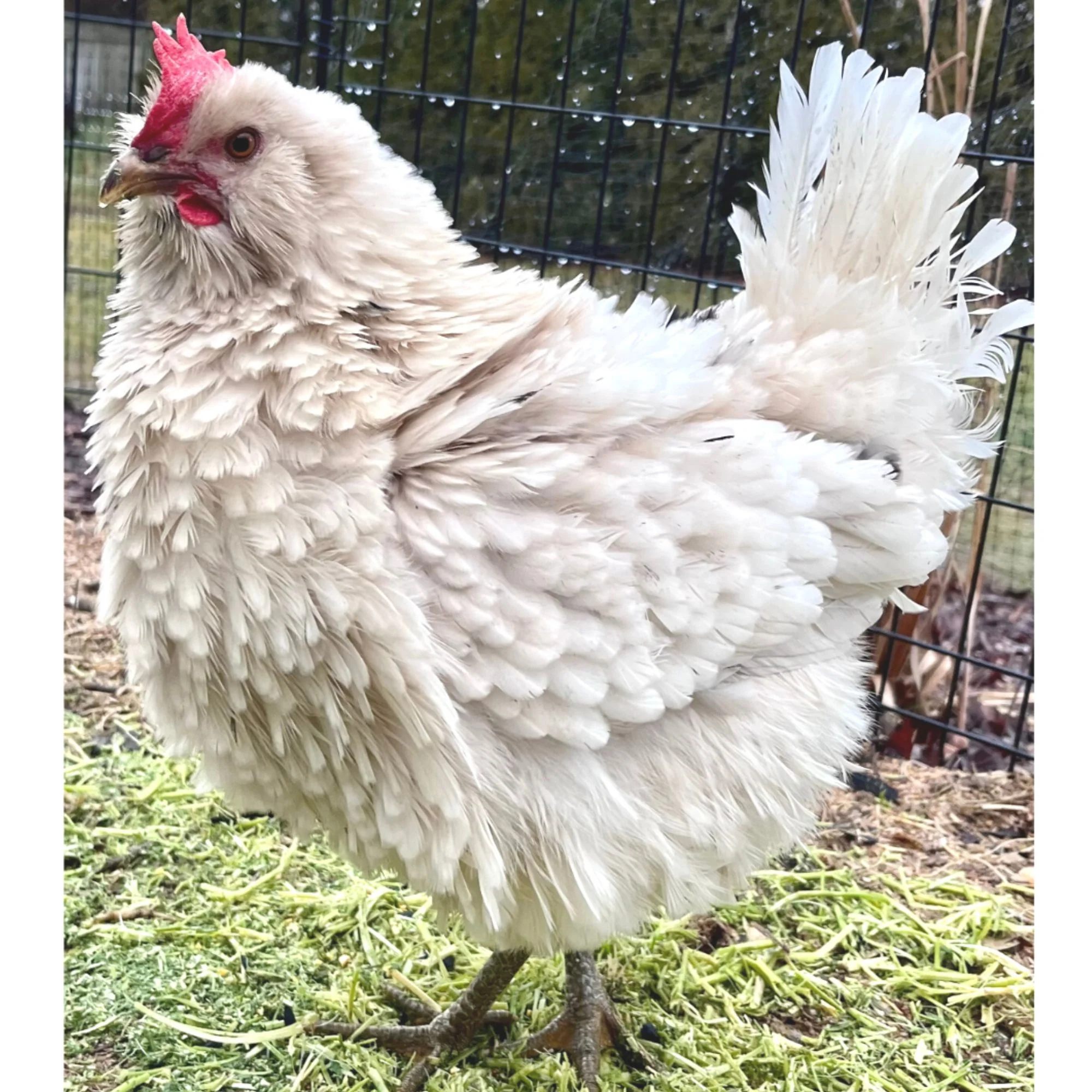 Pullet: Frizzle Bountiful Blue Egg Layer, Shipping Week of - Weidukt