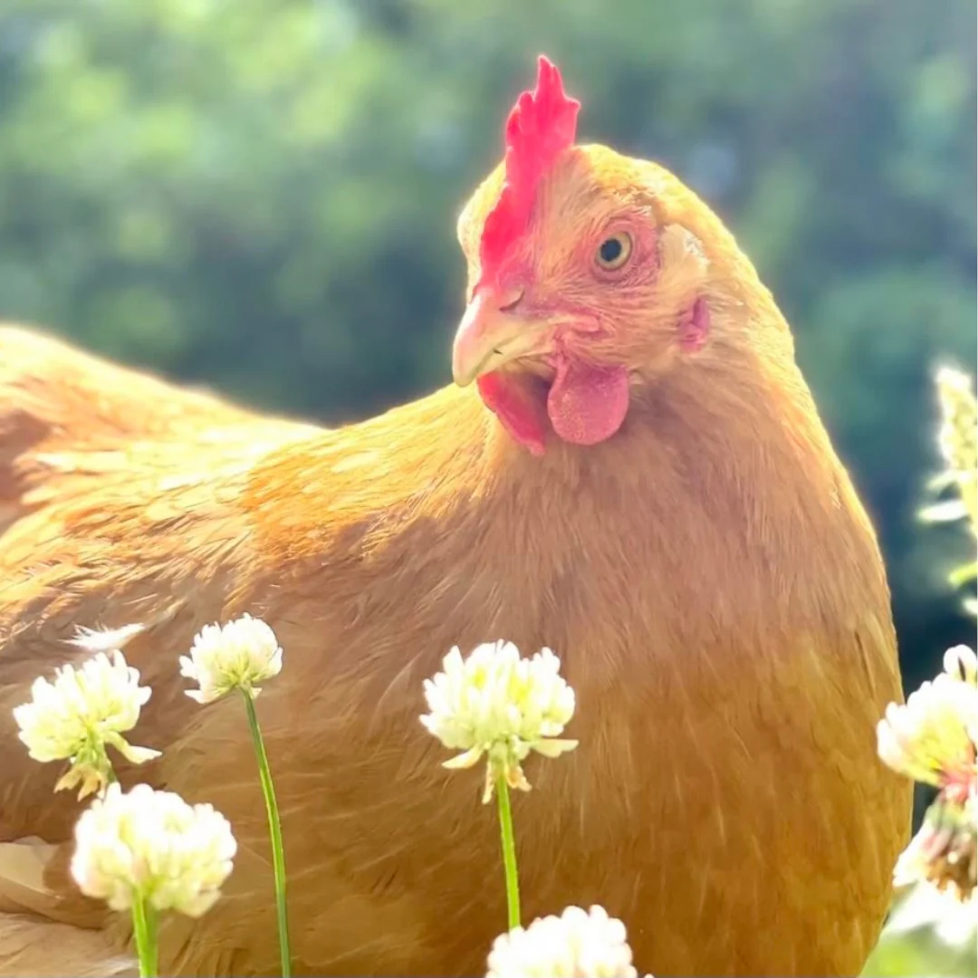 Baby Chicks: Buff Orpington - Weidukt