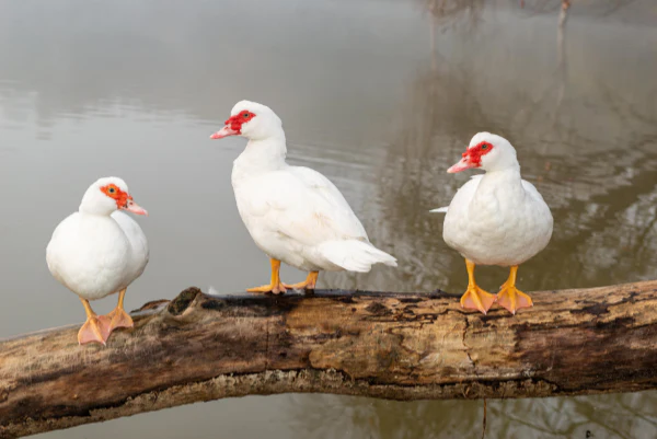 Ducklings: White Muscovy - Weidukt
