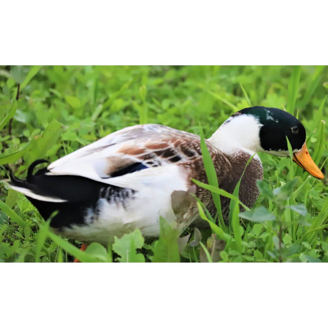 Hatching Eggs: Appleyard Duck - Weidukt