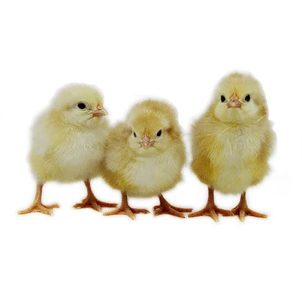Baby Chicks: Jubilee Orpington - Weidukt