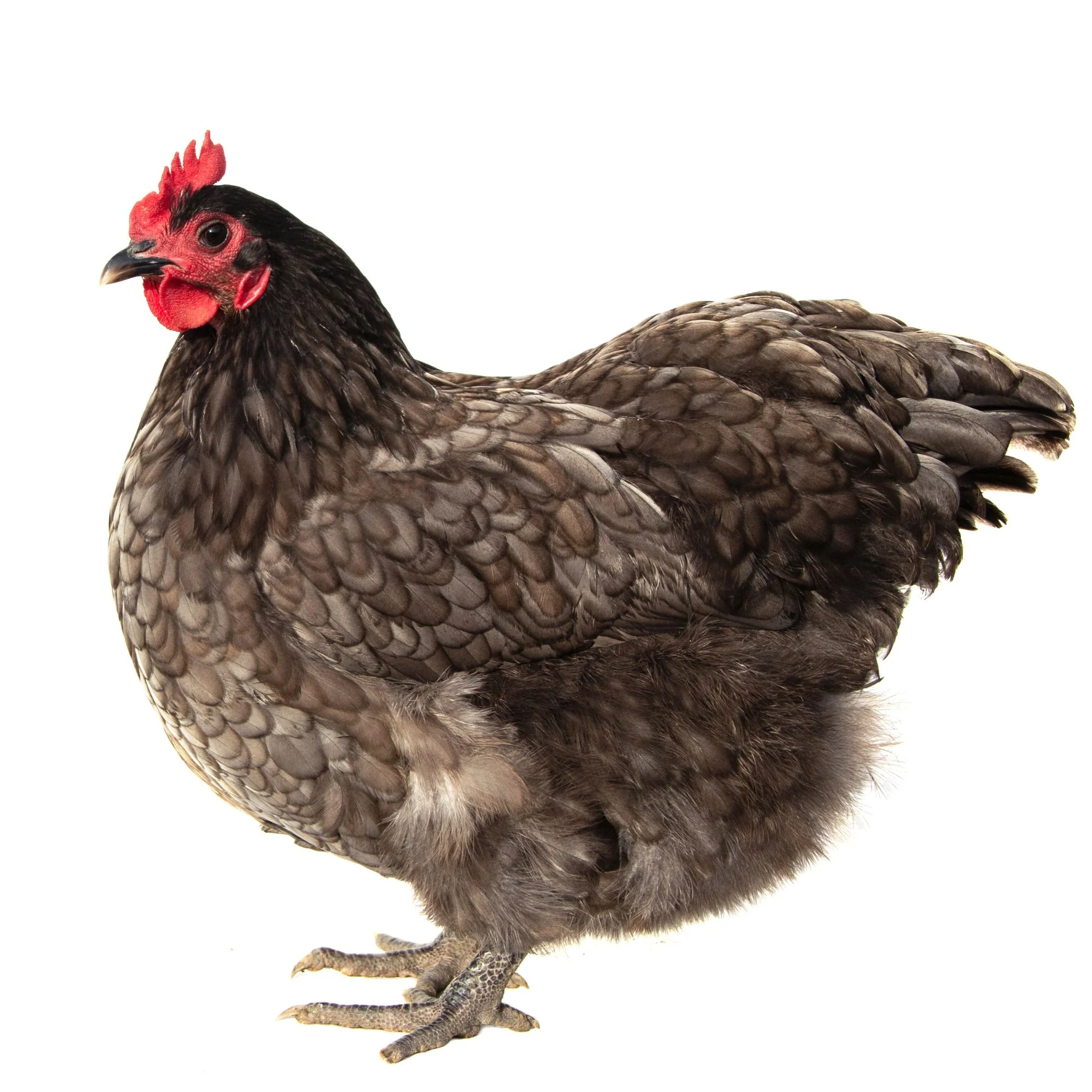 Pullet: Blue/Black/Splash Orpington, Shipping Week of - Weidukt