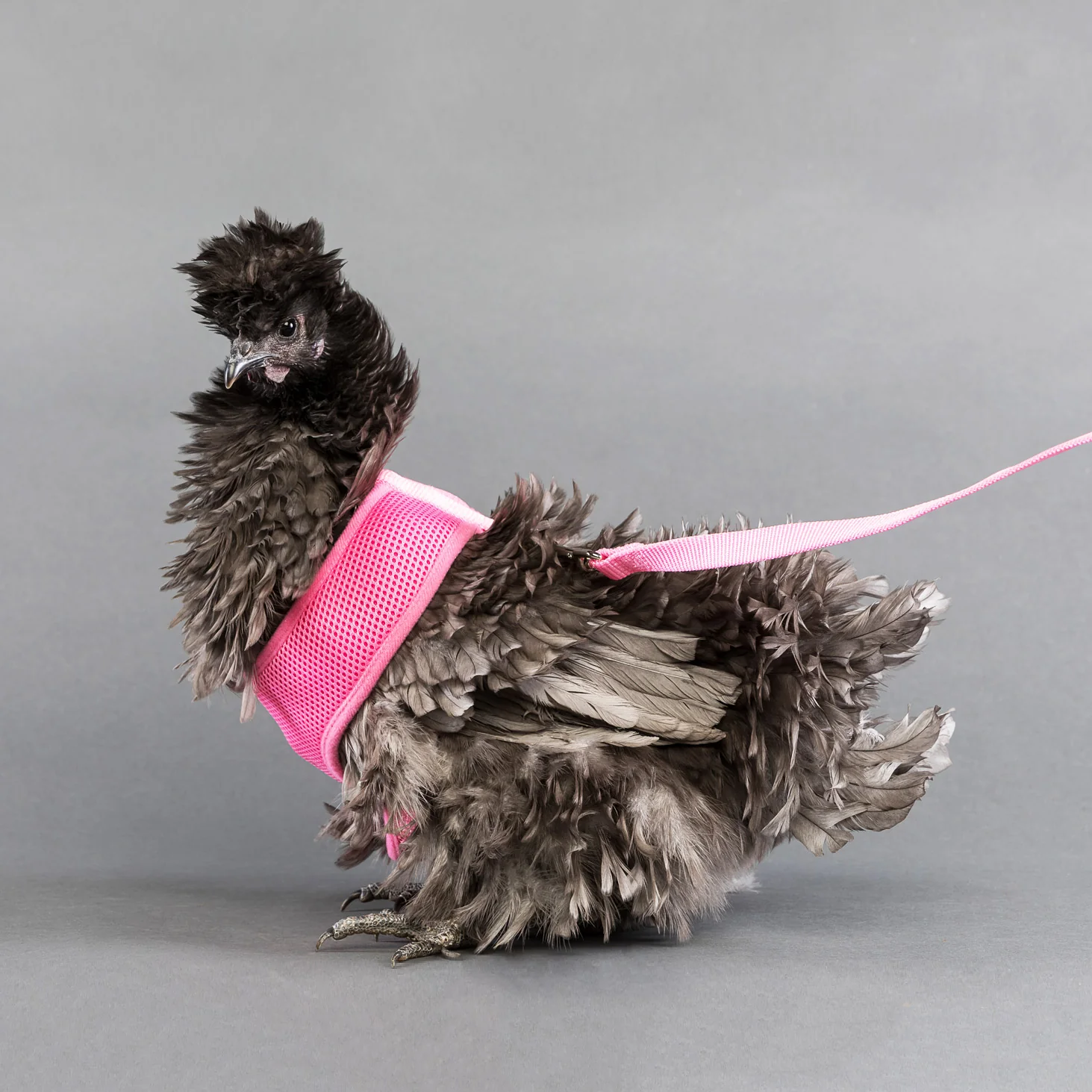 Chicken Harness - Weidukt