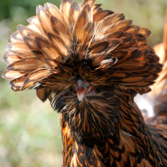 Pullet: Golden Laced Polish, Shipping Week of - Weidukt