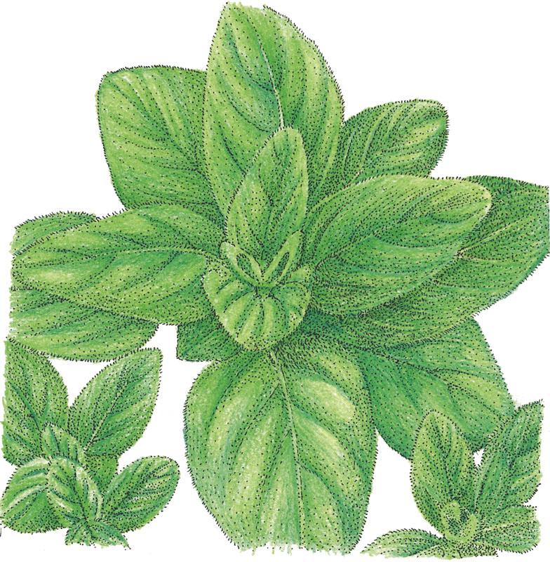 Italian Oregano Seeds (Organic) - Weidukt