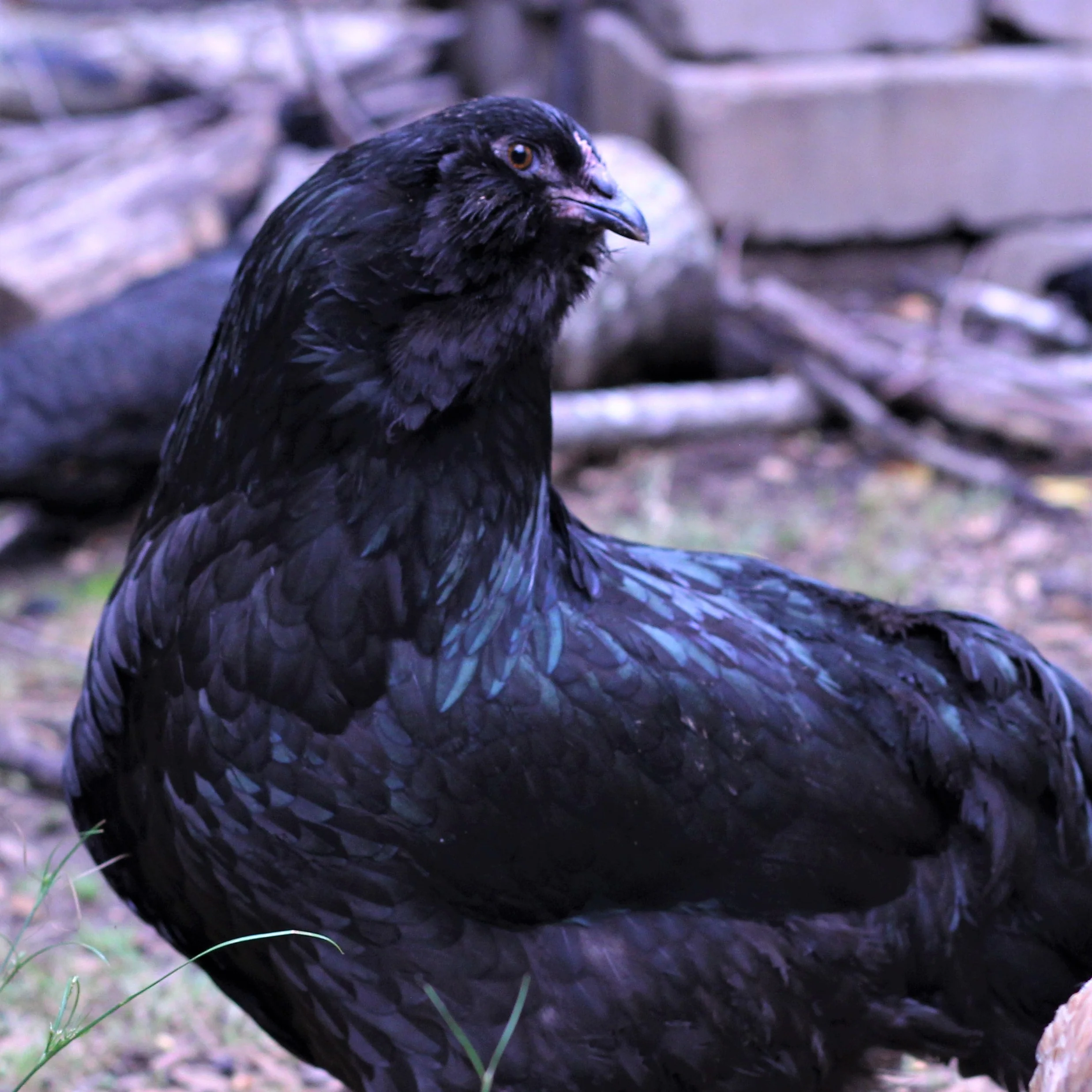 Pullet: Black Ameraucana, Shipping Week of - Weidukt