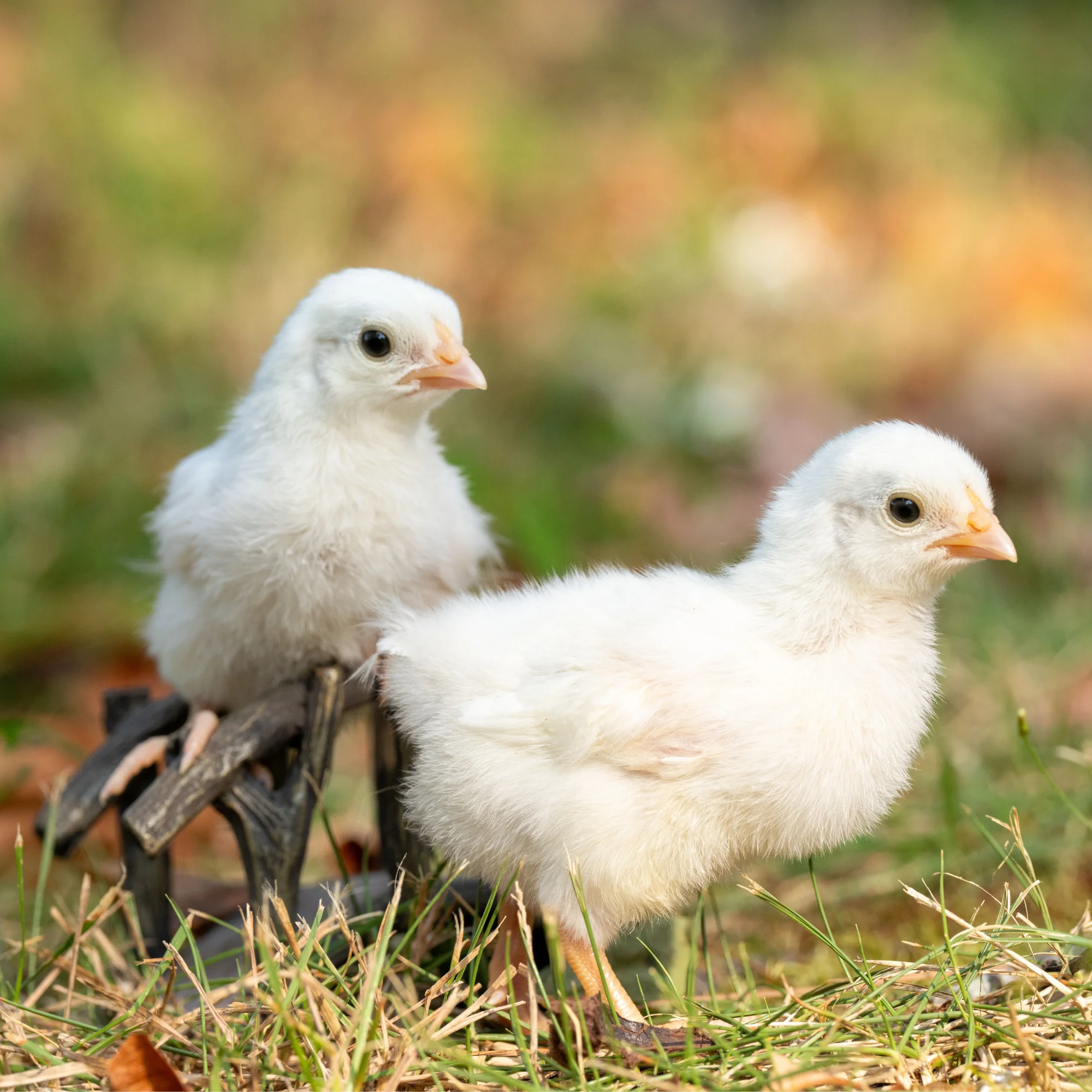 Baby Chicks: White Dorking Bantam - Weidukt