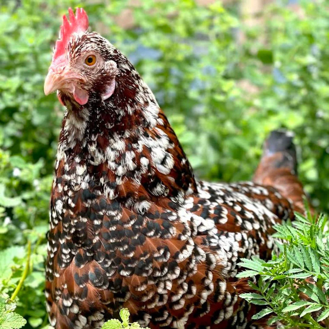Pullet: Speckled Sussex, Shipping Week of - Weidukt