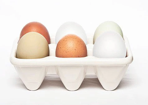 Hatching Eggs: Eggs for Education - Weidukt