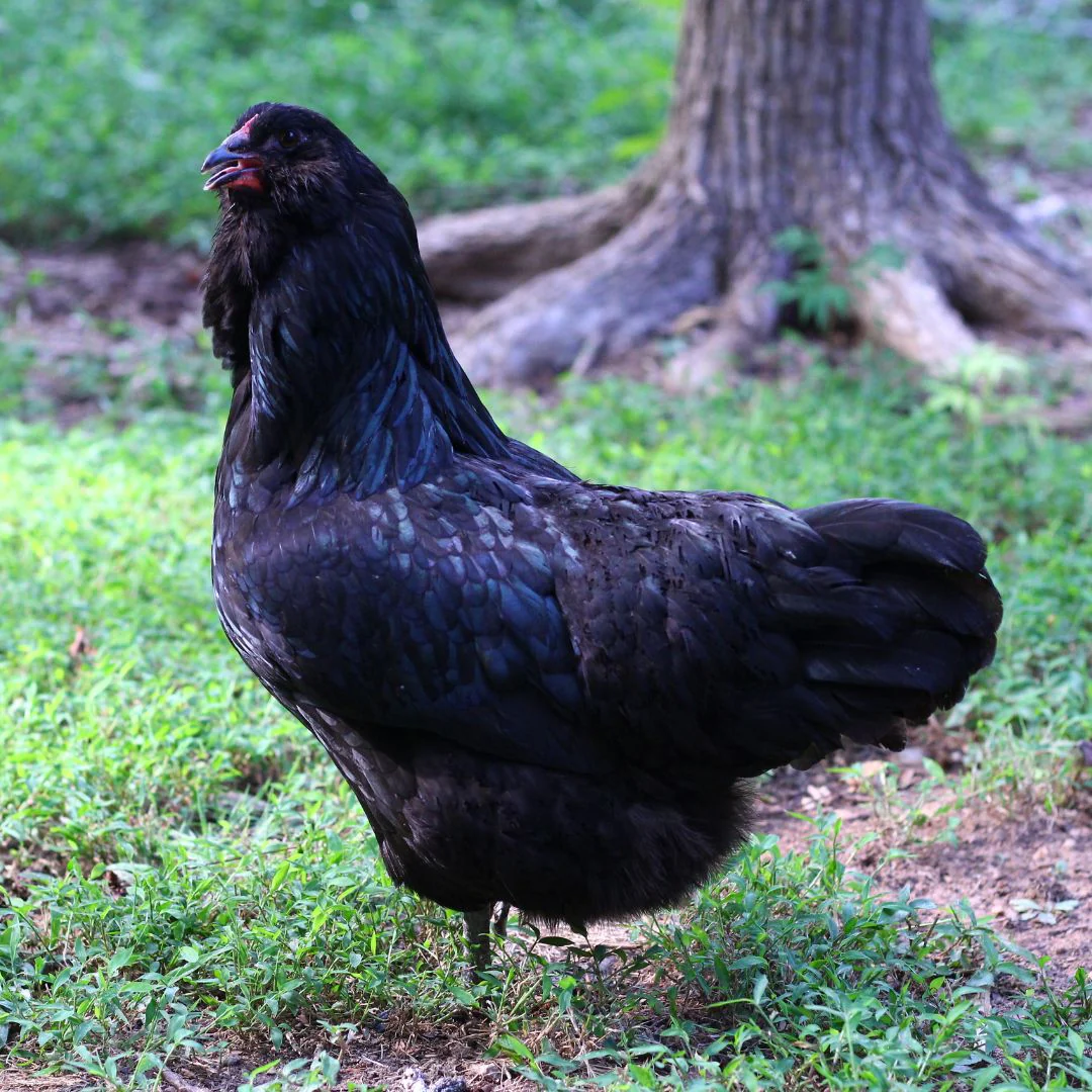 Mystery Chick from Our Rare Breed Assortment - Weidukt