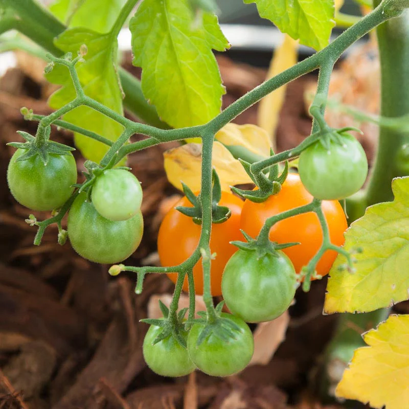Bi-color Cherry Tomato Seeds (Organic) - Weidukt