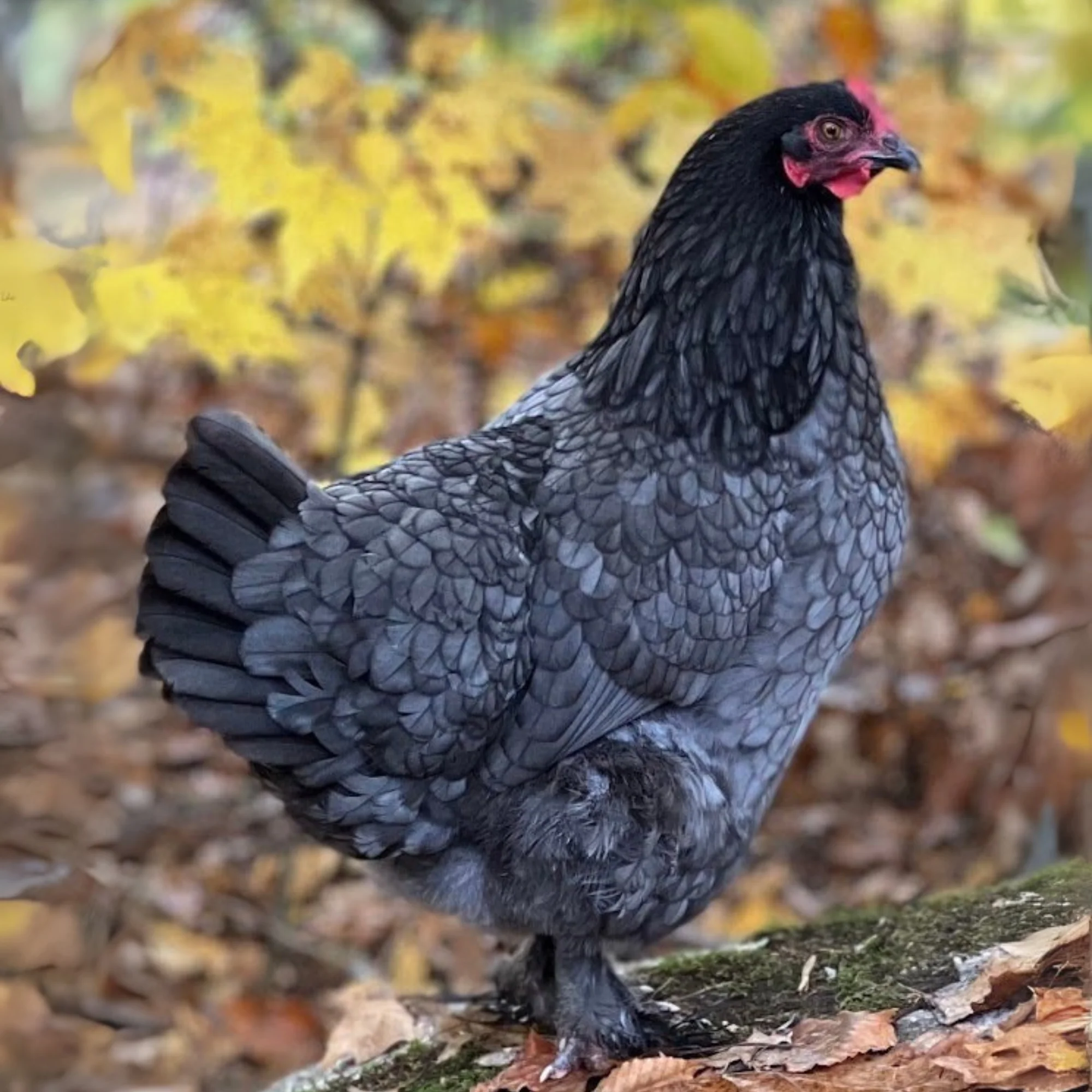 Baby Chicks: Blue Copper Marans - Weidukt