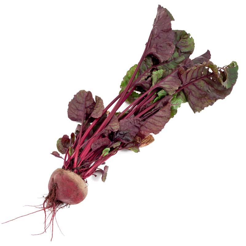 Bull's Blood Beet Seeds (Organic) - Weidukt