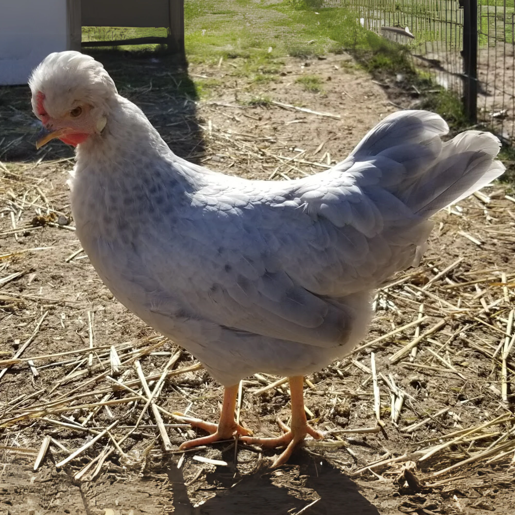 Baby Chicks: Opal Legbar - Weidukt