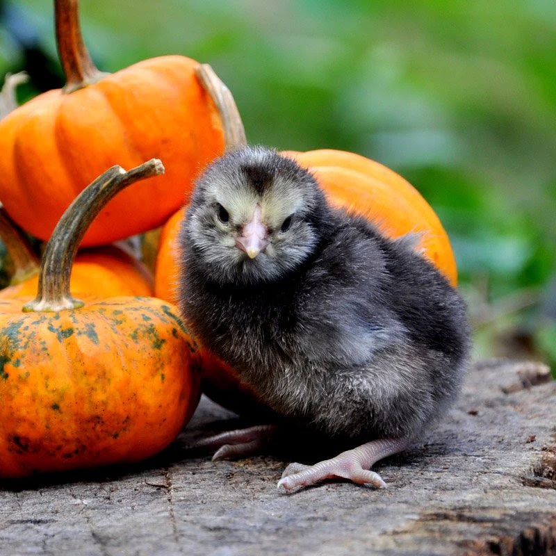 Hatching Eggs: Olive Egger Assortment, Hen Haven Location - Weidukt