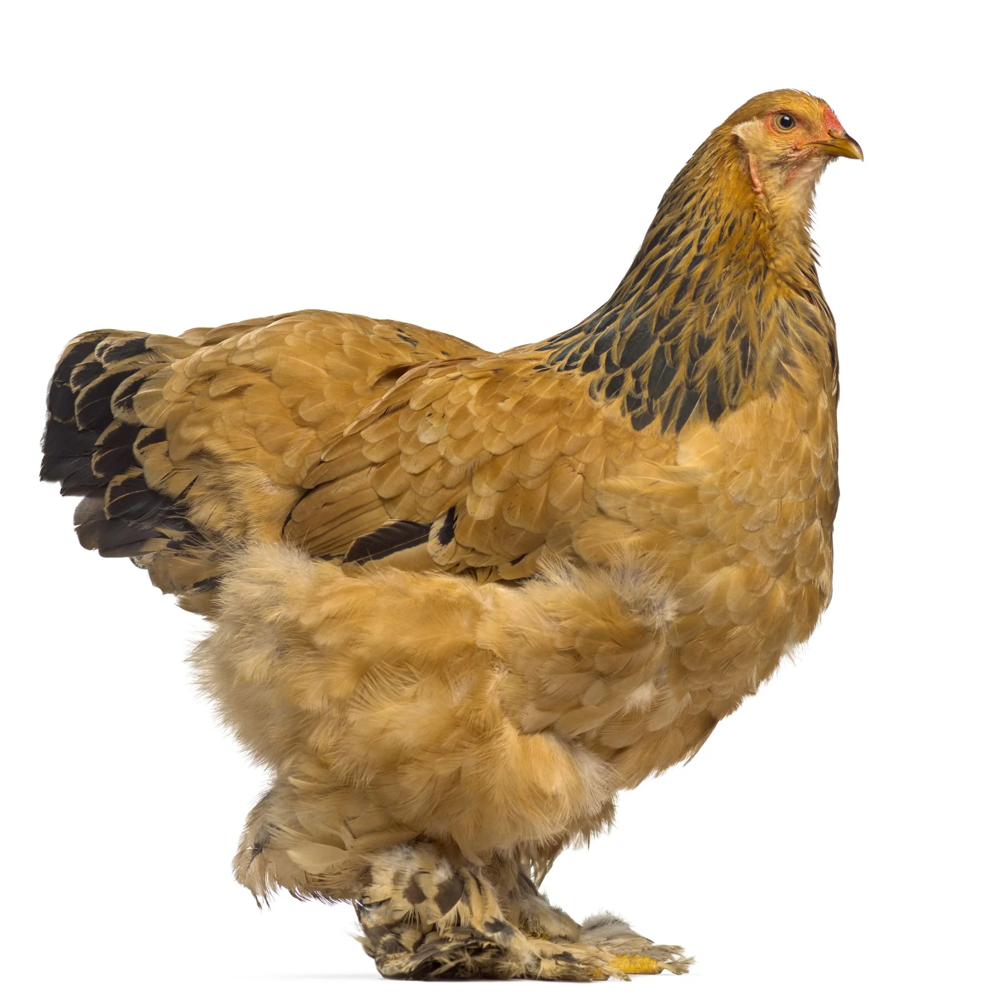 Baby Chicks: Buff Brahma - Weidukt