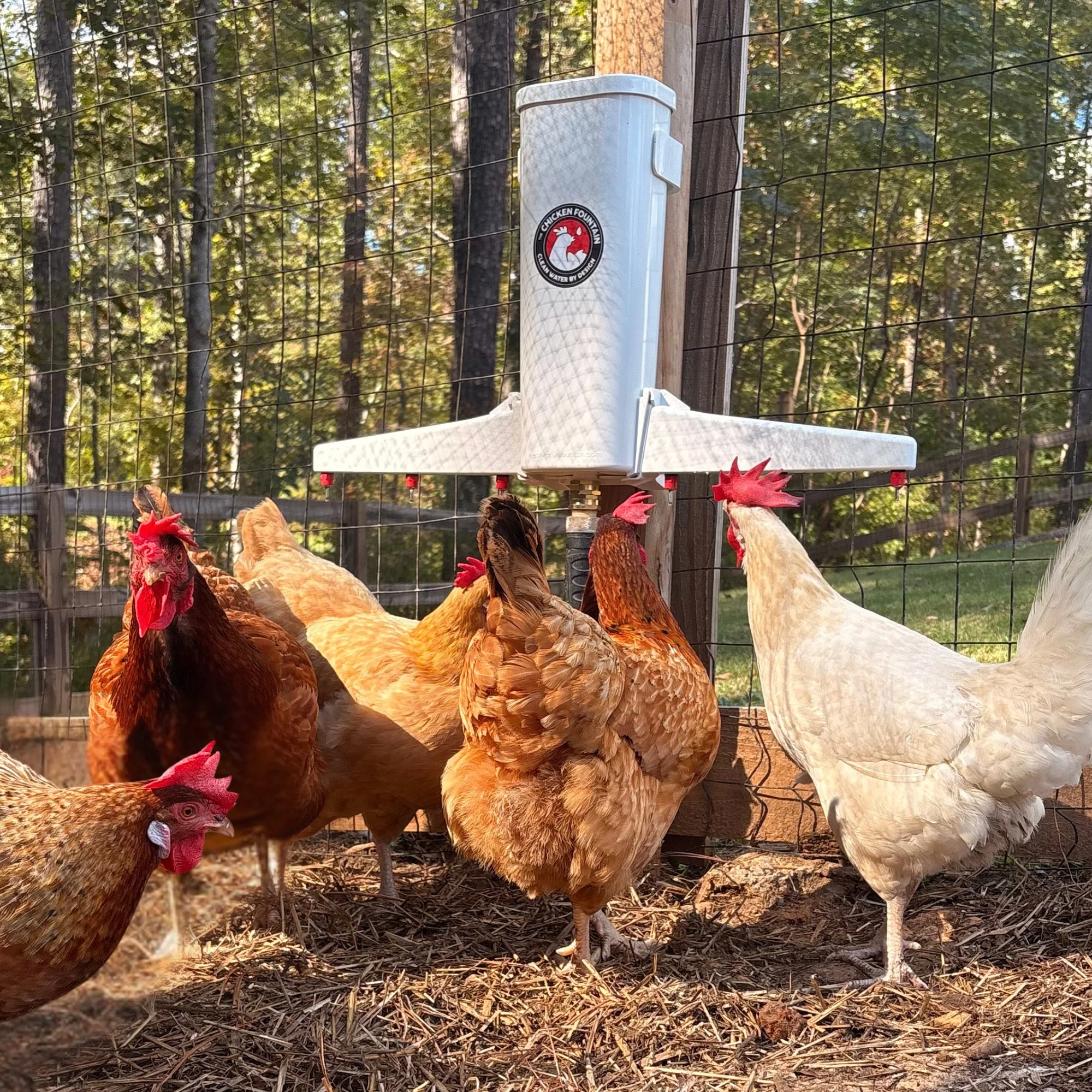 The Chicken Fountain  Gen 2 - Weidukt