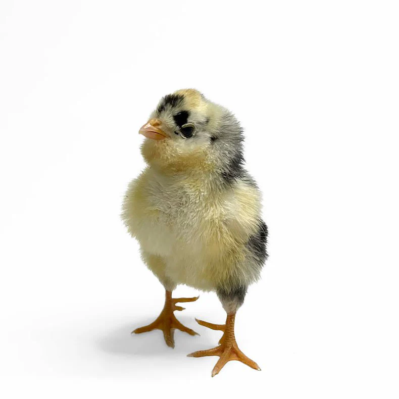 Baby Chicks: Mottled Houdan - Weidukt