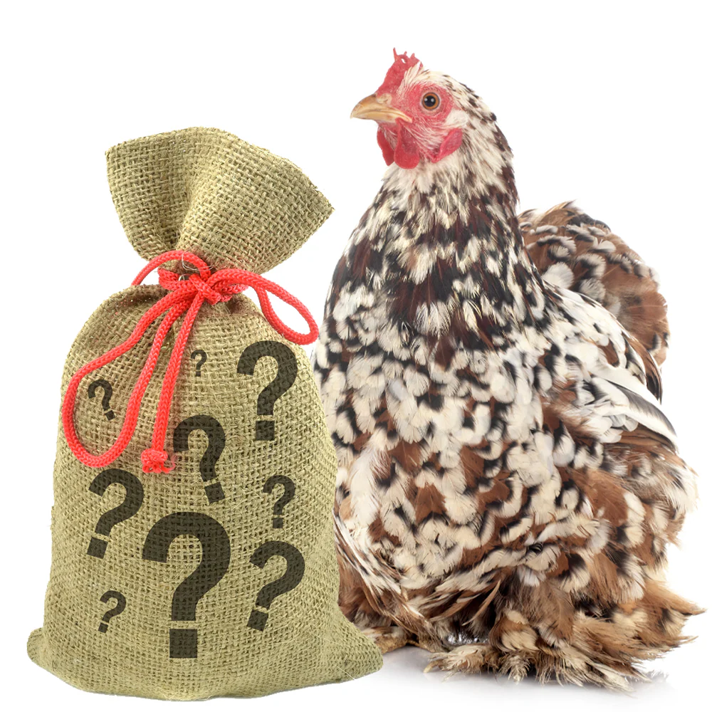 Pampered Chicken Mama 7 Pound Mystery Chicken Treat Bundle: 7 Different Treats Delivered To Your Door! - Weidukt