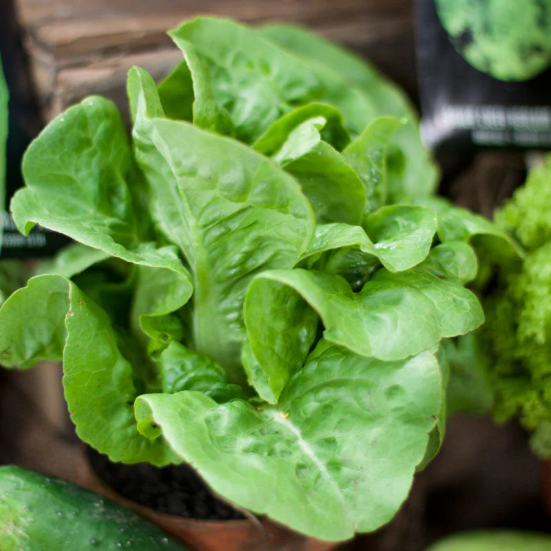 Little Gem Lettuce Seeds (Organic) - Weidukt