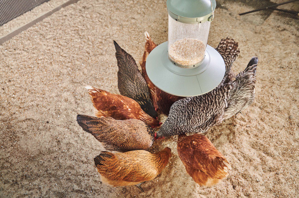 Automatic Chicken Feeder & Treat Dispenser, 1 Gallon - Weidukt