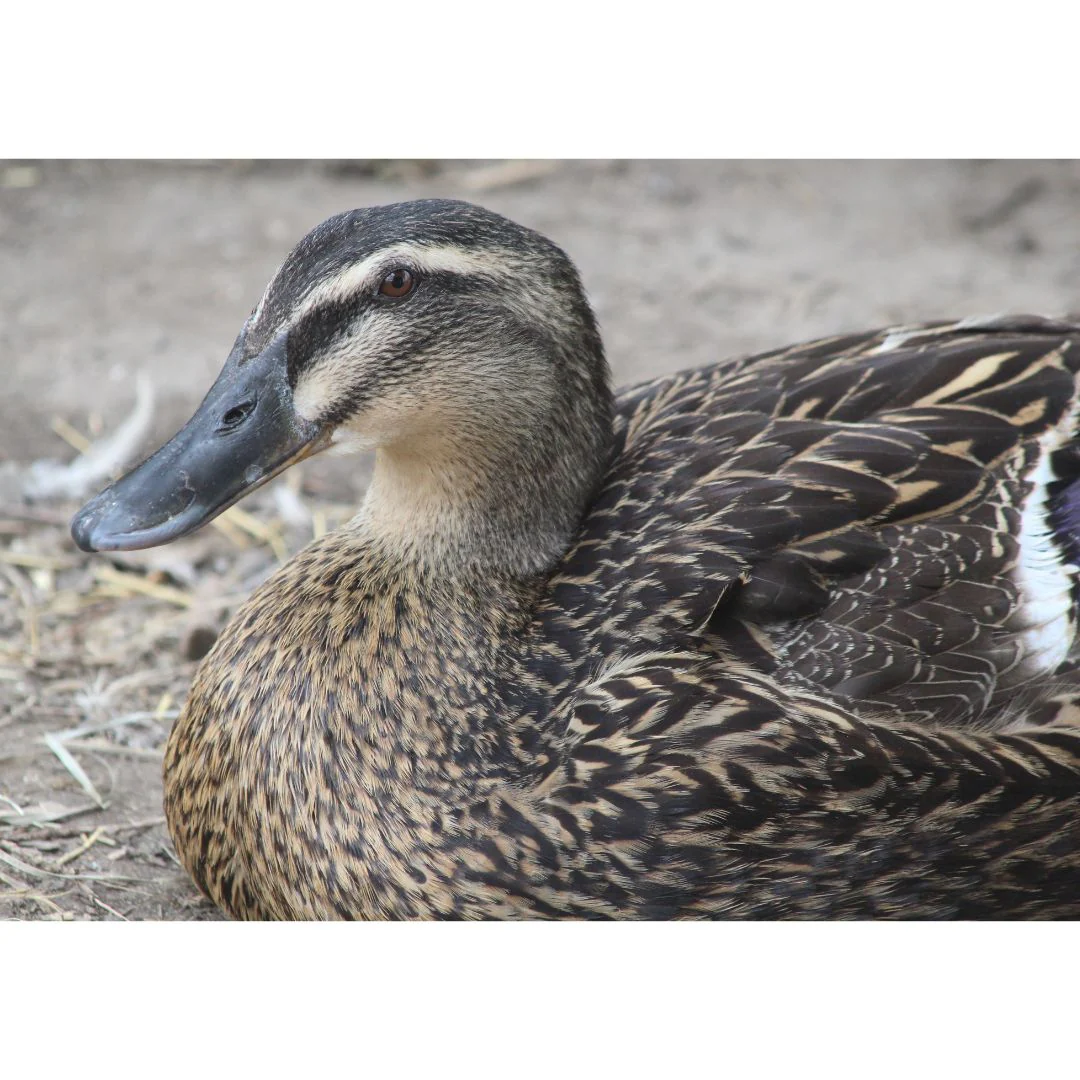 Hatching Eggs: Rouen Duck - Weidukt