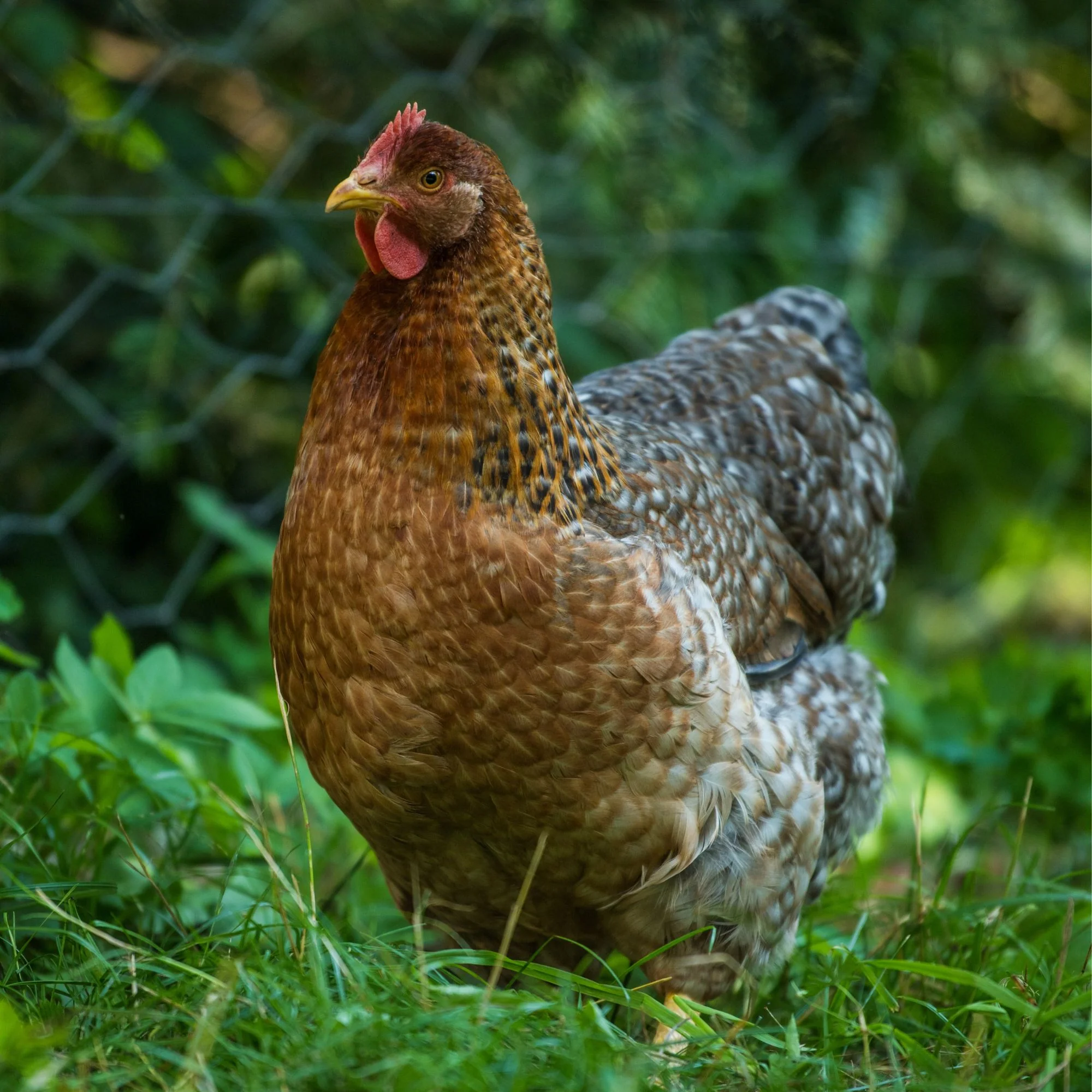 Pullet: Bielefelder, Shipping Week of - Weidukt