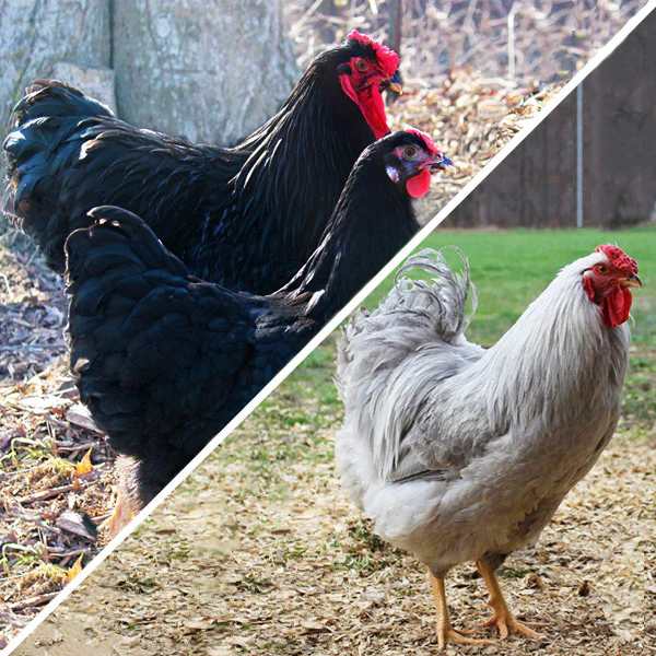 Fertile Hatching Eggs - Weidukt