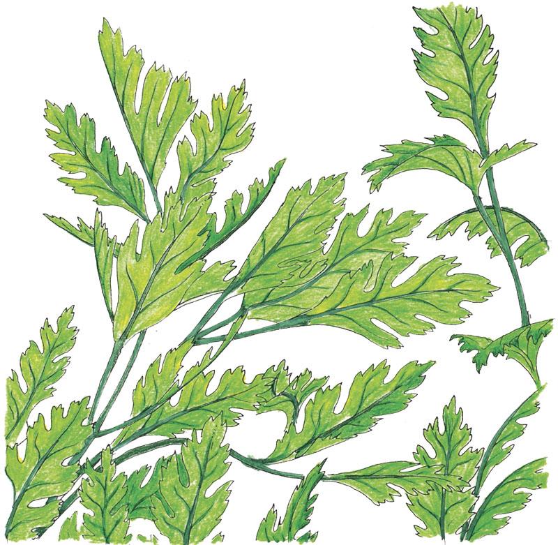 Italian Parsley Seeds (Organic) - Weidukt