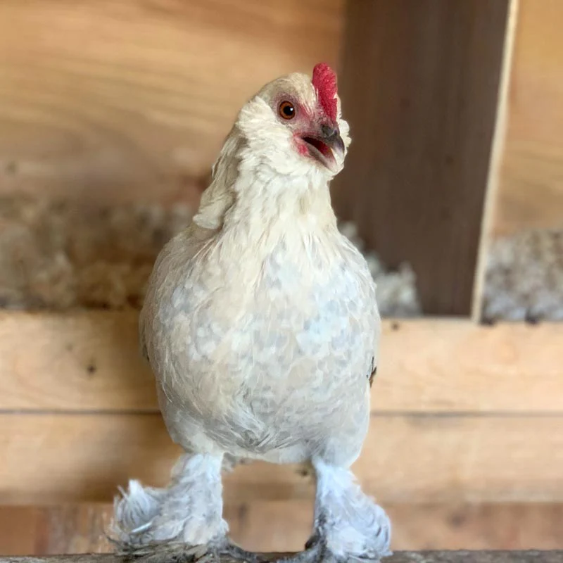 Pullet: Porcelain d'Uccle Bantam, Shipping Week of - Weidukt