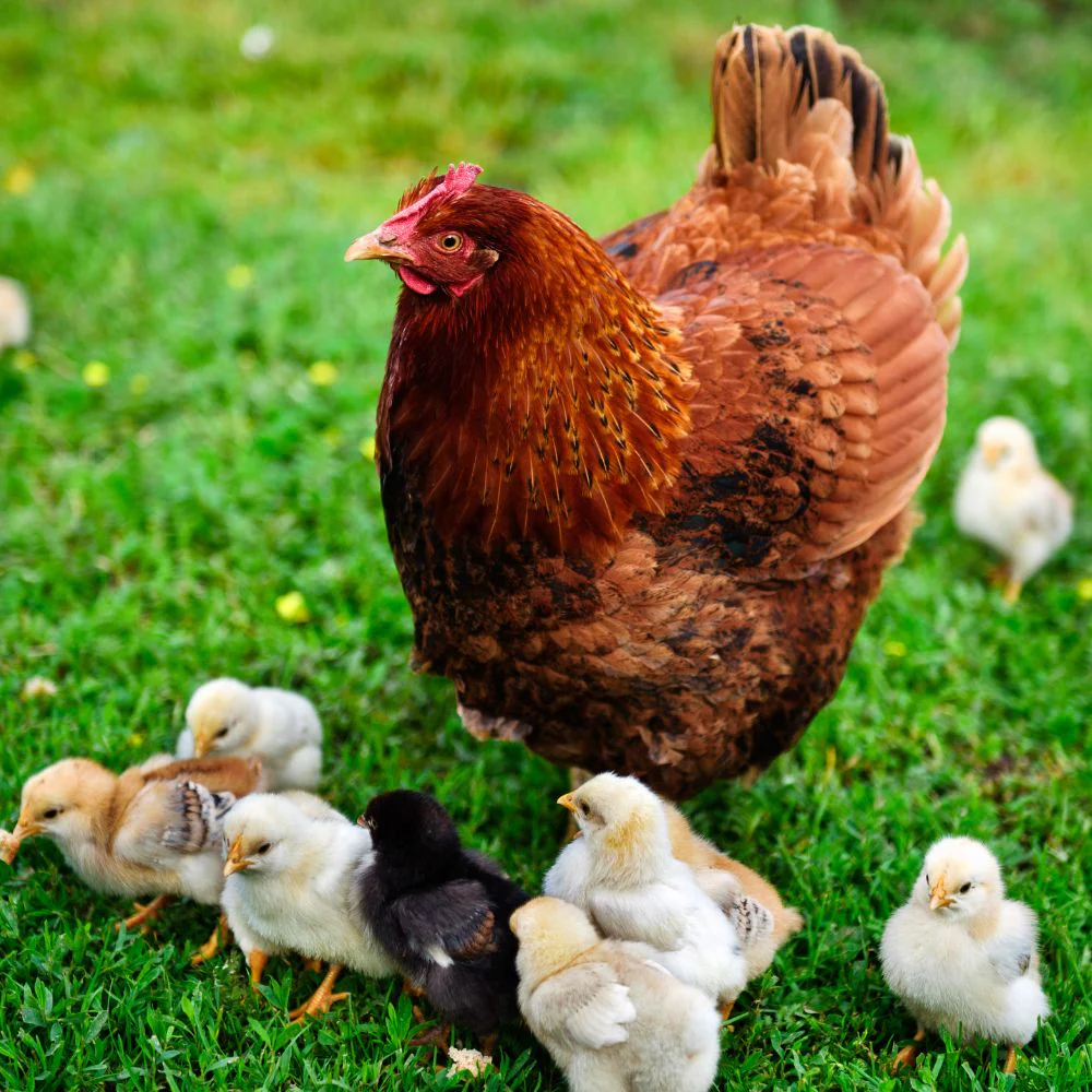 Baby Chicks: Rhode Island Red - Weidukt