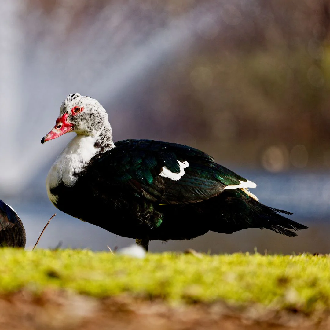 Ducklings: Black Muscovy - Weidukt