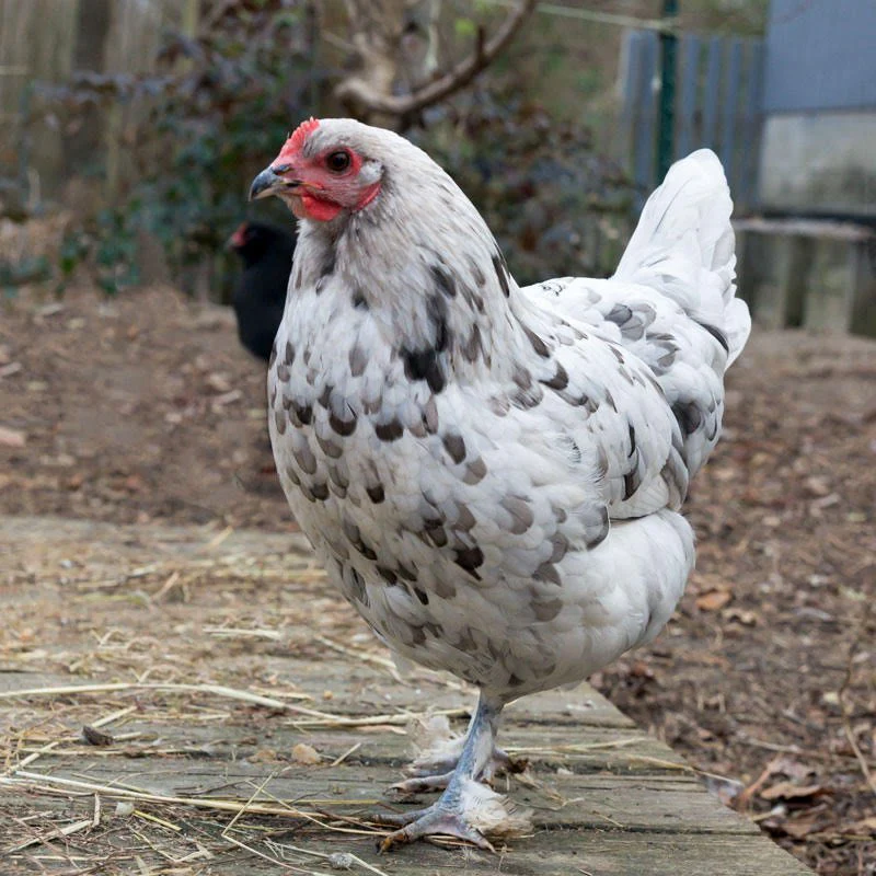 Baby Chicks: Blue Splash Marans - Weidukt