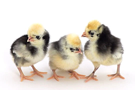 Baby Chicks: White Crested Blue Polish - Weidukt
