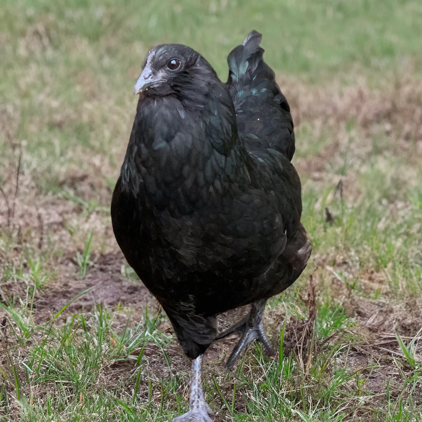 Pullet: Fibro Easter Egger, Shipping Week of - Weidukt