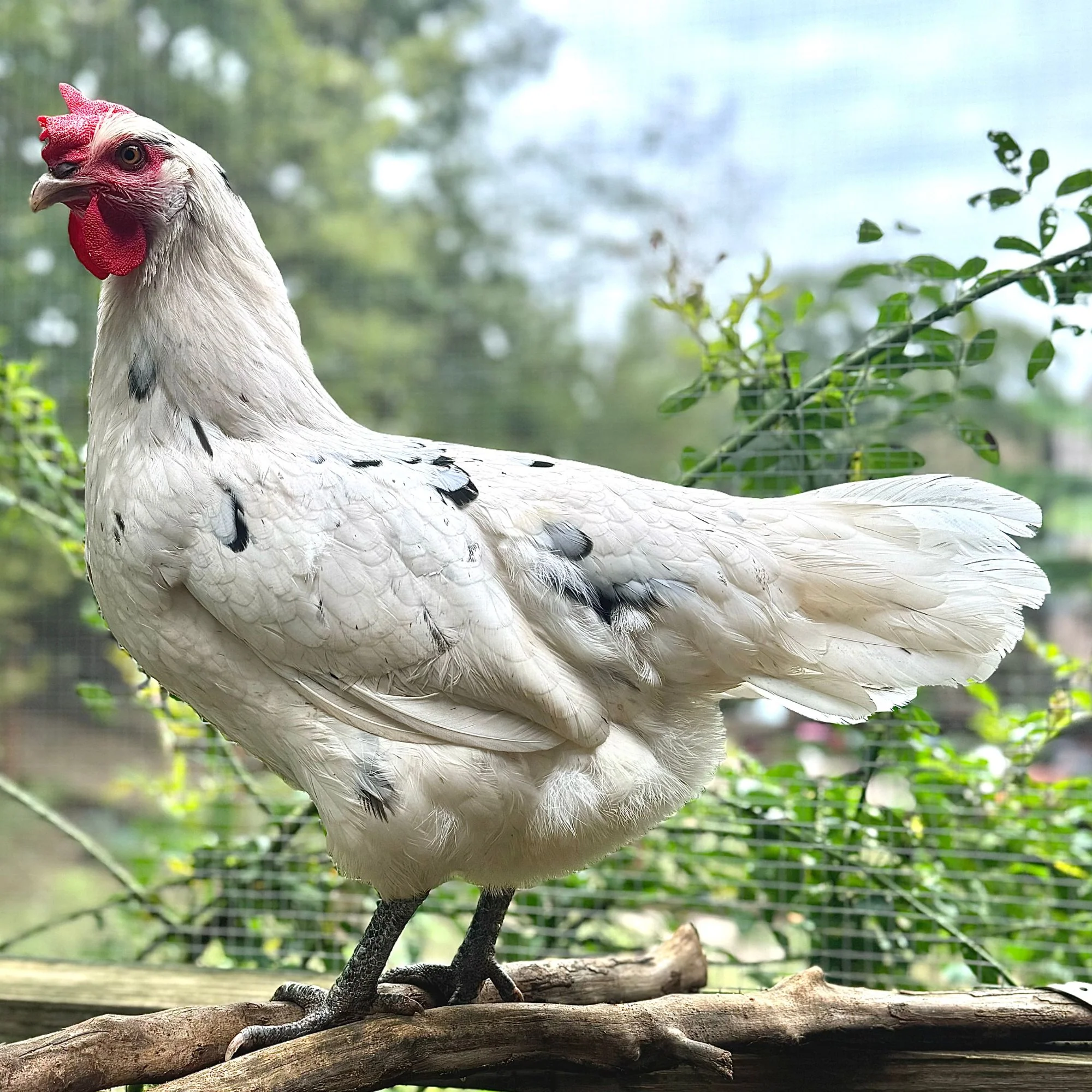 Pullet: Austra White, Shipping Week of - Weidukt
