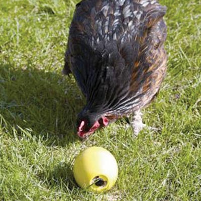 Lixit Chicken Fun Toy, Pet Chicken Supplies - Weidukt