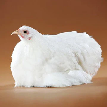 Baby Chicks: White Cochin - Weidukt