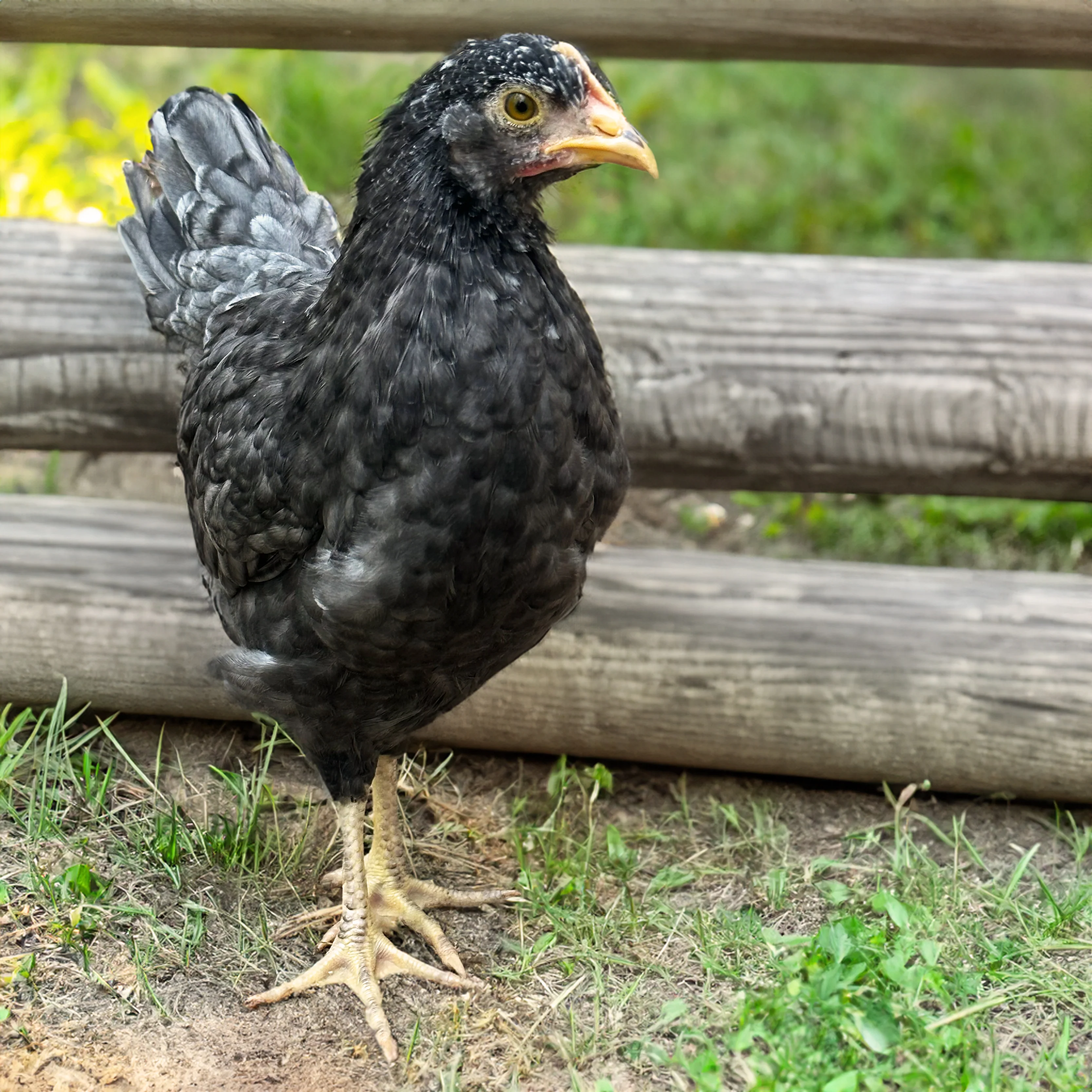 Baby Chicks: Blue Cuckoo Marans - Weidukt