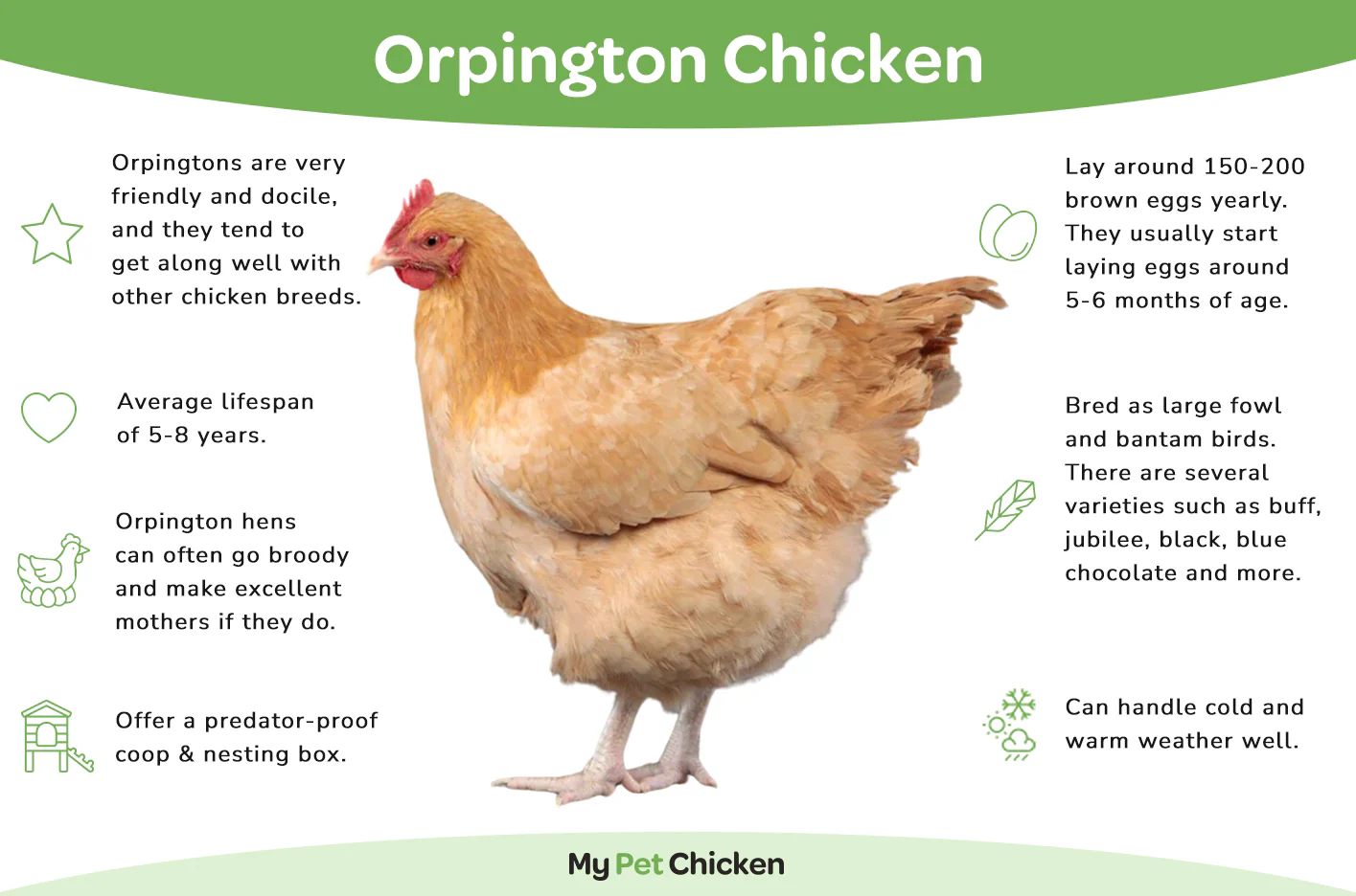 Pullet: Jubilee Orpington - Weidukt