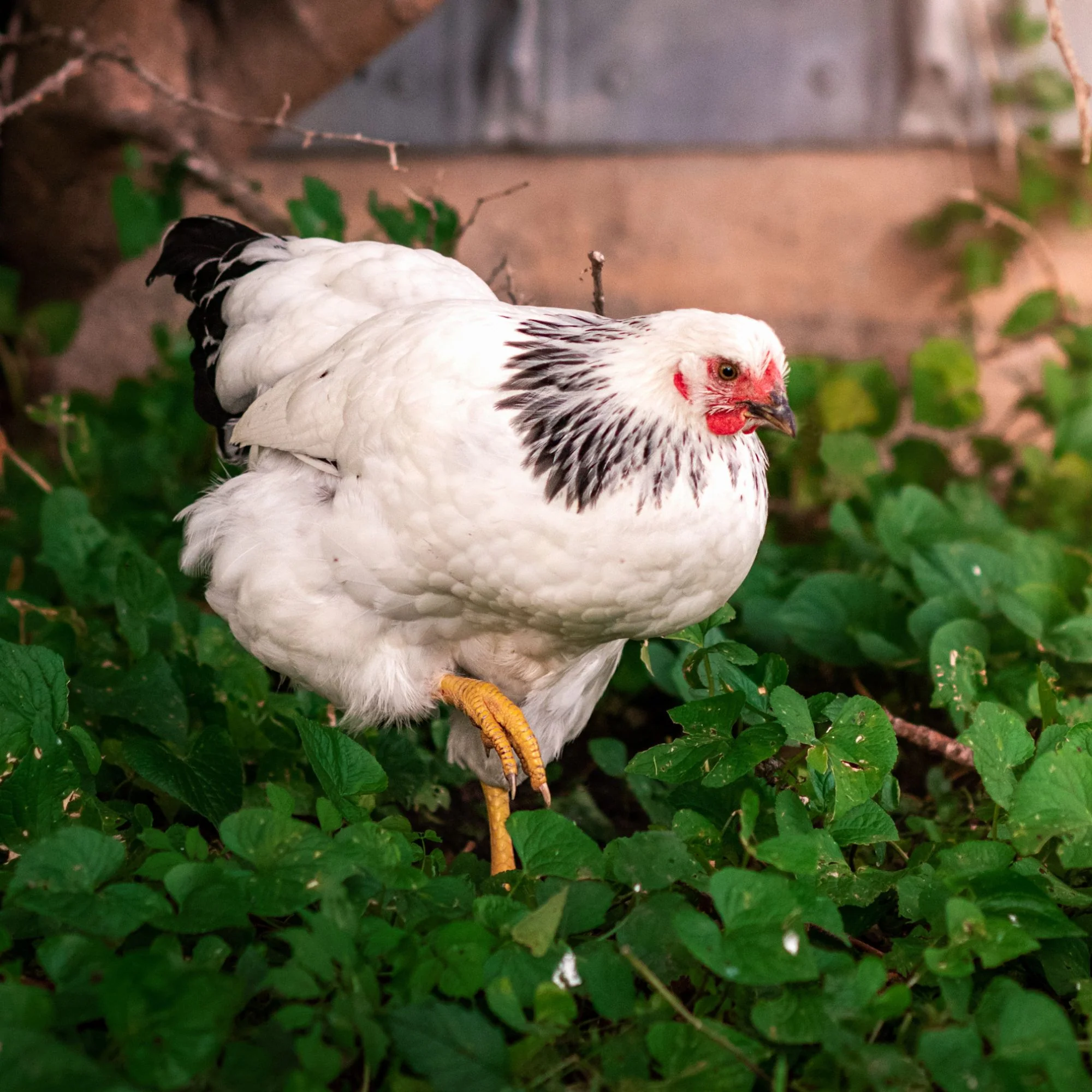 Baby Chicks: Columbian Wyandotte - Weidukt