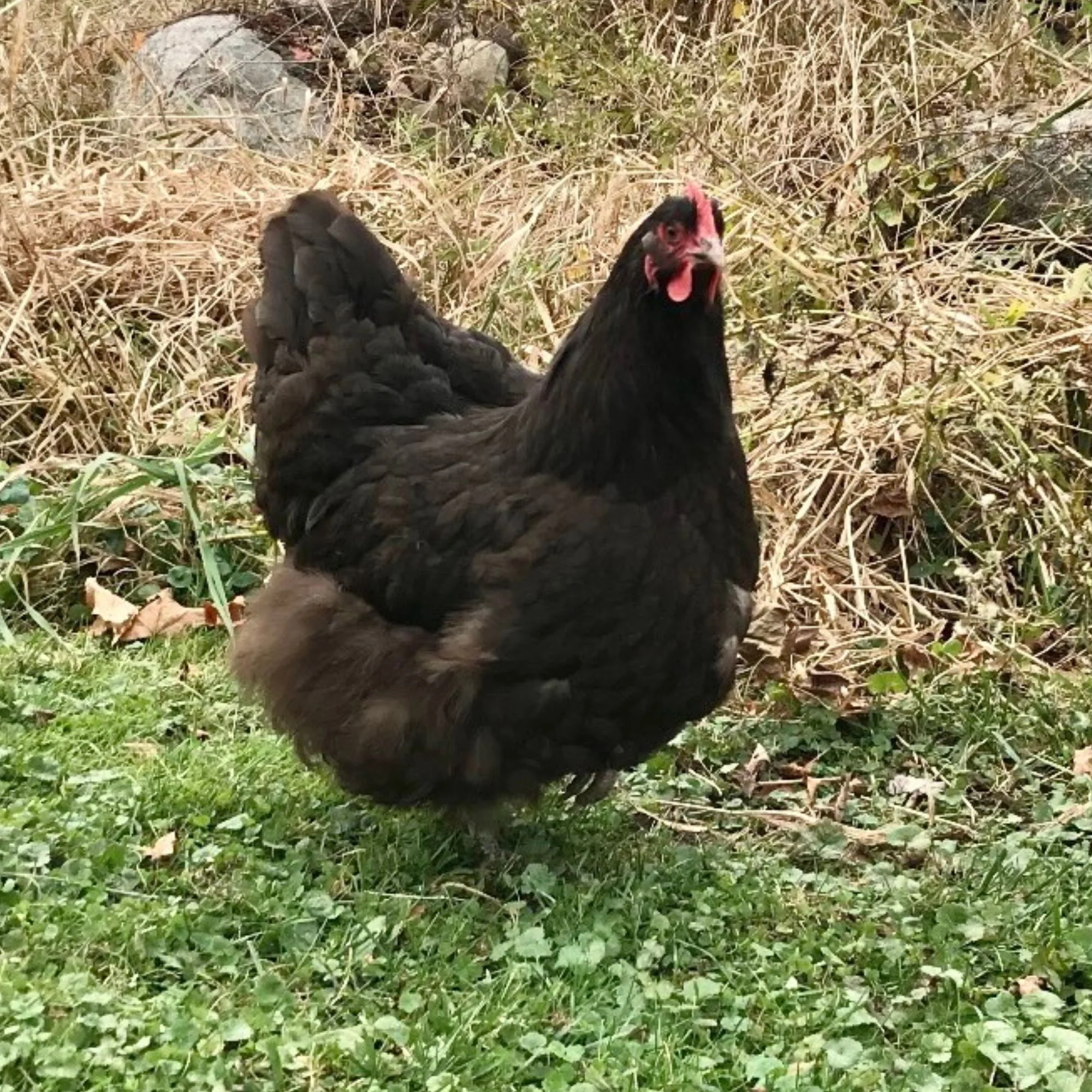 Pullet: Chocolate Orpington, Shipping Week of - Weidukt