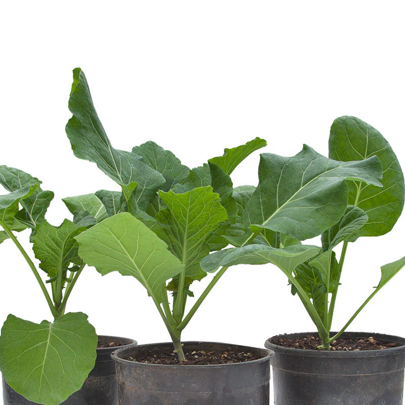 Champion Collard Green Seeds (Organic) - Weidukt