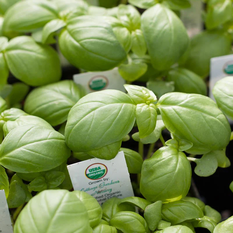Genovese Basil Seeds (Organic) - Weidukt