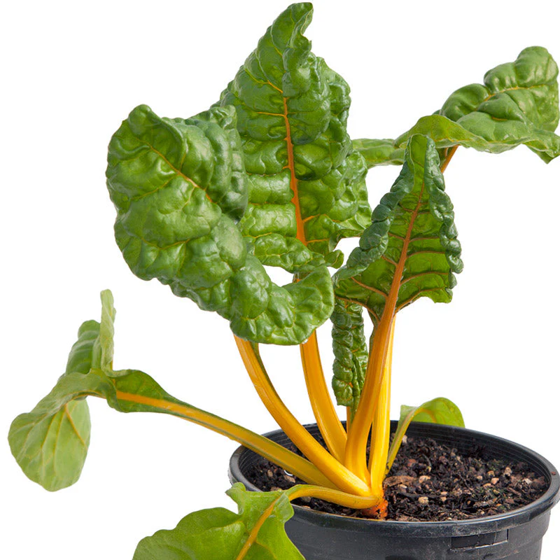 Five Color Silverbeet Chard Seeds (Organic) - Weidukt