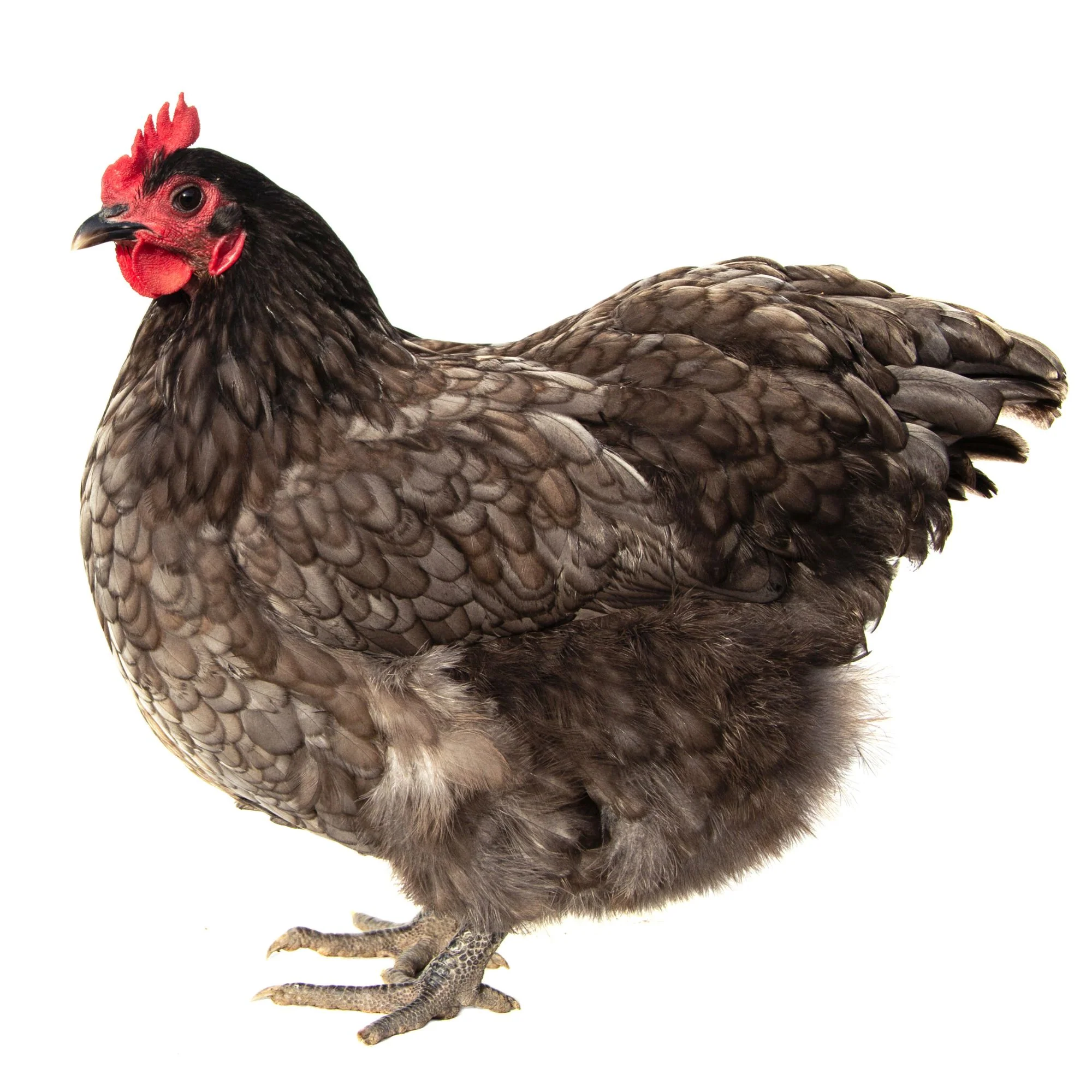 Baby Chicks: Blue/Black/Splash Orpington - Weidukt