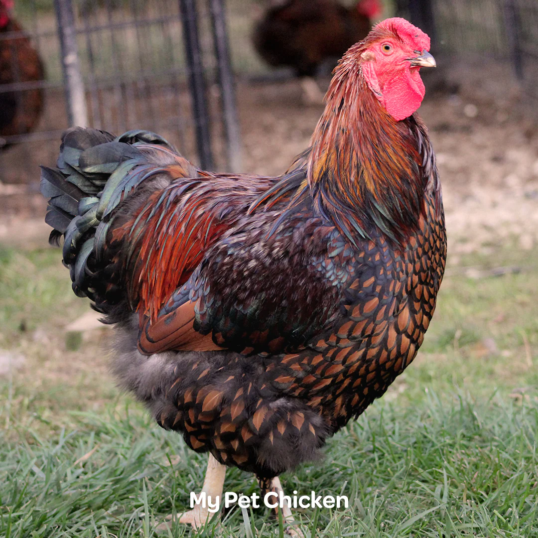 Hatching Eggs: Heritage Golden Laced Wyandotte, Backyard Bunch Location - Weidukt