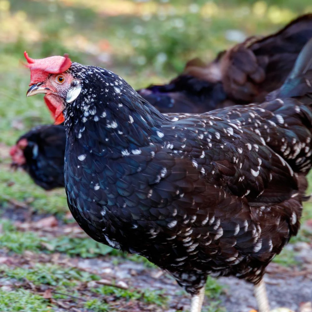 Pullet: Ancona, Shipping Week of - Weidukt